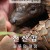 천산갑 쿨루의 여정 Pangolin: Kulu's Journey, 2025.1080p.KORSUB.WEBRip.H264.AAC