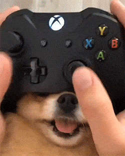 17530432580694.gif