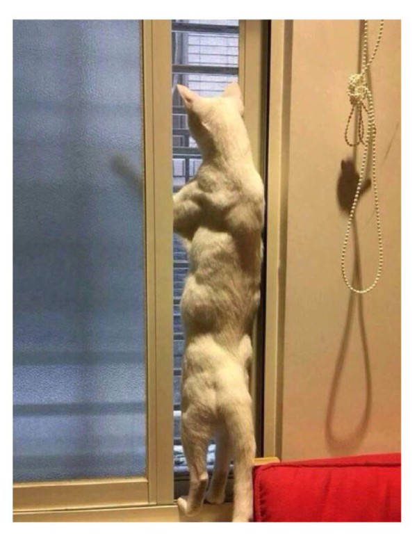 17473774286469.png